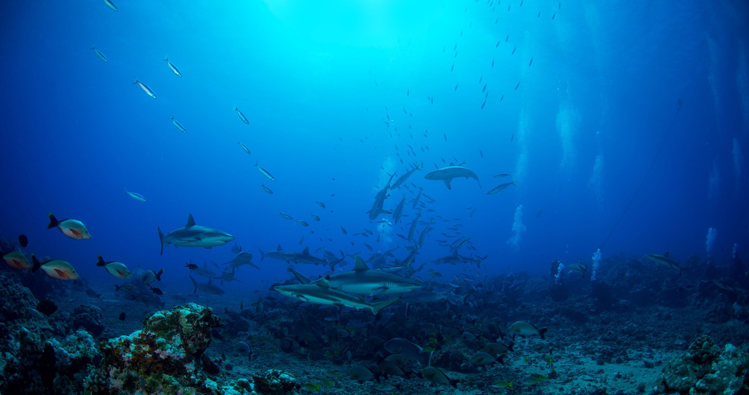 Tahiti Nui Diving