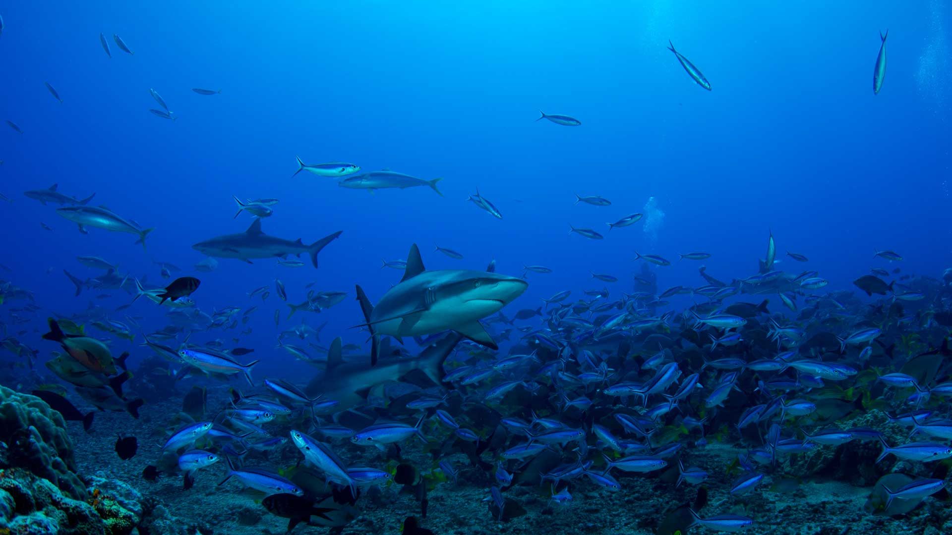 Tahiti Nui diving